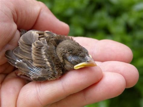 passero appena nato|Sopravvivenza: La Dieta di un Passerotto Caduto dal Nido